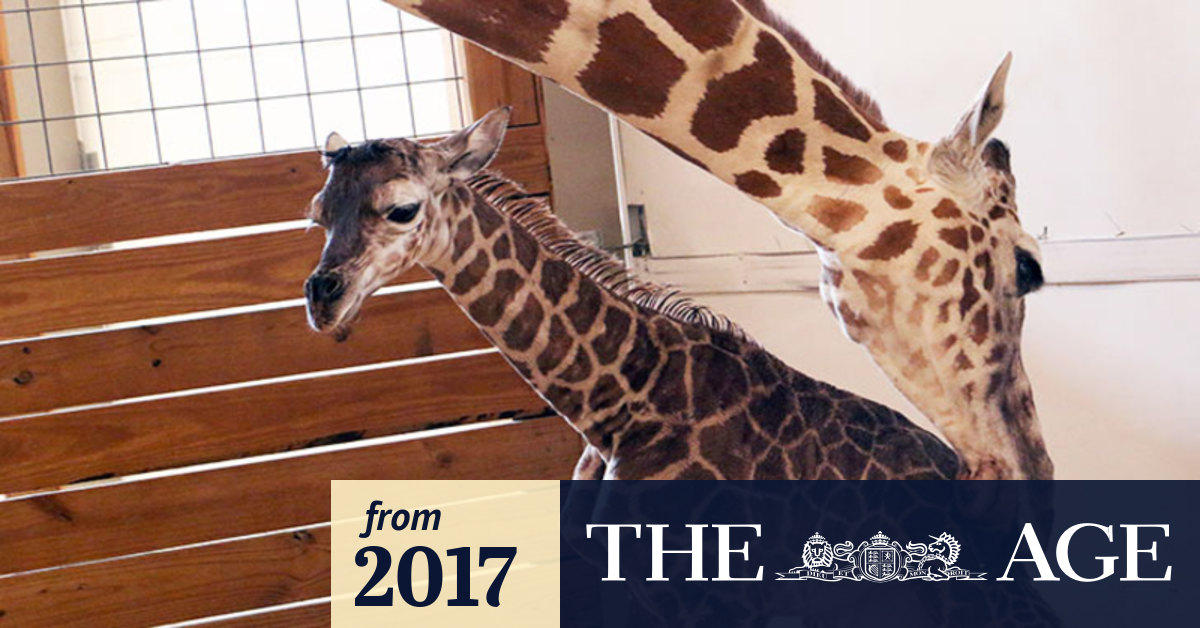 Video Giraffe birth attracts a millionplus viewers